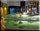 Aquarium