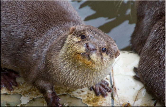 Otter