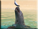 Tyne, resident Seal