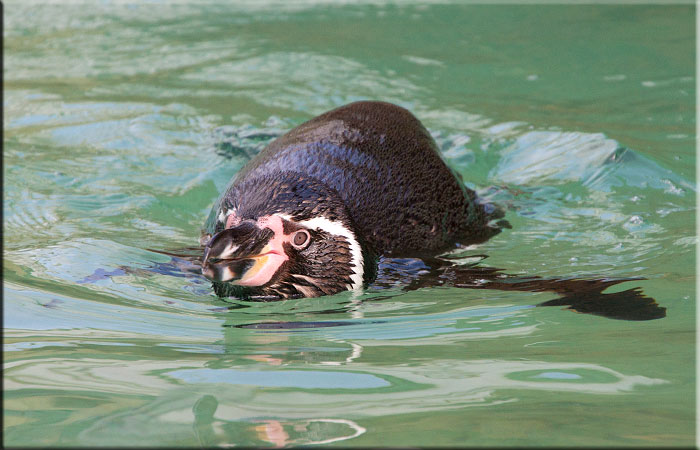 Penguin