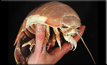 Scary Monsters Unveiled at Sea Life Sanctuary