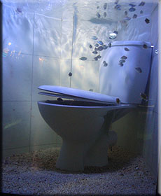 Flushed with success