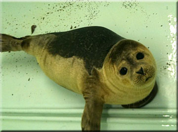 ACole