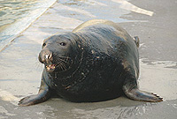 Flipper, one of our resident seals