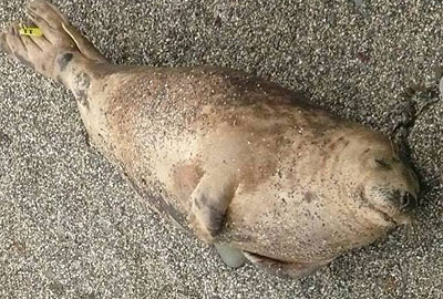 (Alan - Photo copyright of Sue Sayer (www.cornwallsealgroup.co.uk)