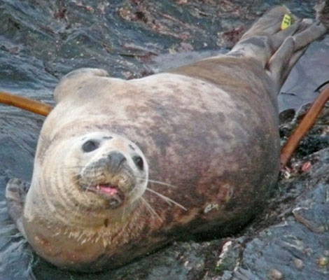 (Alan - Photo copyright of Sue Sayer (www.cornwallsealgroup.co.uk)