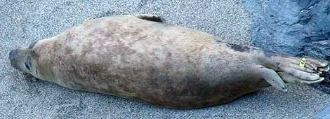 (Alan - Photo copyright of Sue Sayer (www.cornwallsealgroup.co.uk)