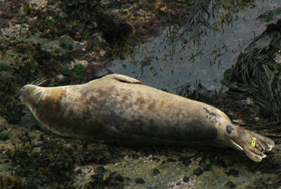 (Alan - Photo copyright of Simon Bone (www.cornwallsealgroup.co.uk and www.cornishseals.co.uk)