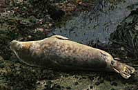 Alan - Photo copyright of Simon Bone (www.cornwallsealgroup.co.uk and www.cornishseals.co.uk)
