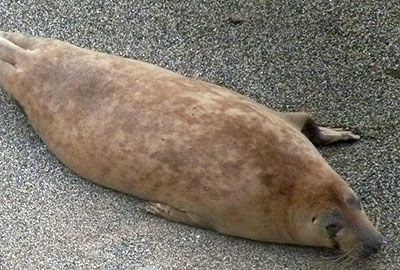 (Alan - Photo copyright of Sue Sayer (www.cornwallsealgroup.co.uk)