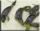 Pups in weaning pool 30-06-2012