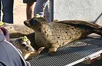 Photo of Amber - Copyright of Simon Bone - www.cornishseals.co.uk