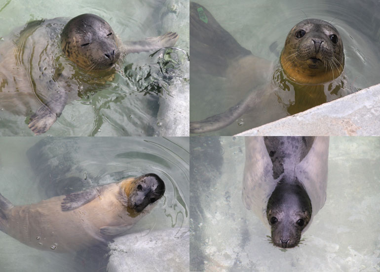 Photos of Amelia Earhart taken on 28th December 2011