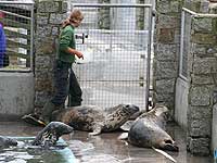 Amy comes in to feed the seals in the convalesent pool!