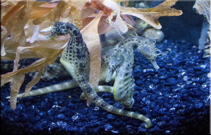 Seahorse