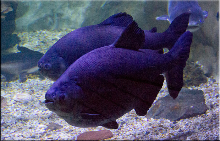 Black Pacu