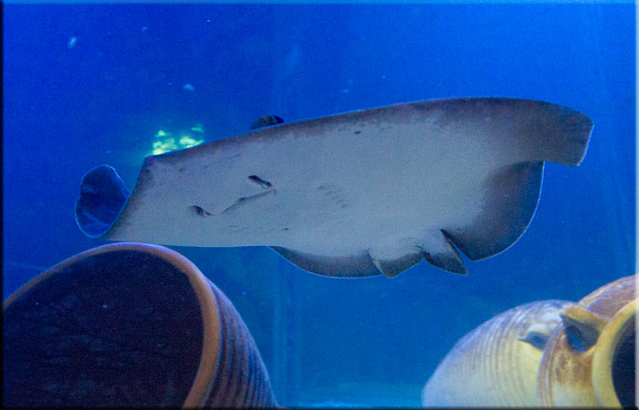 Ray