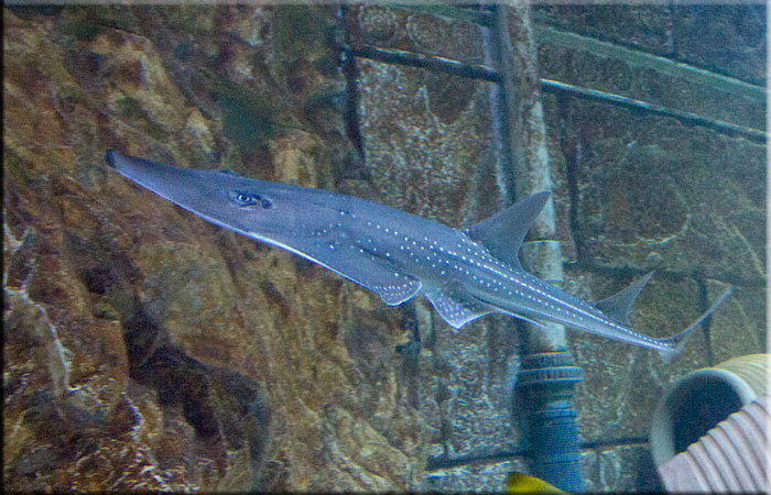 Guitar Shark