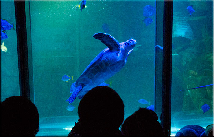 Ernie - Green Turtle