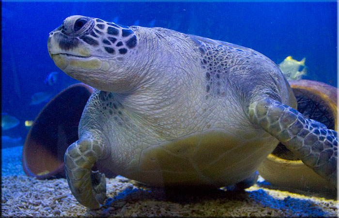 Ernie - Green Turtle