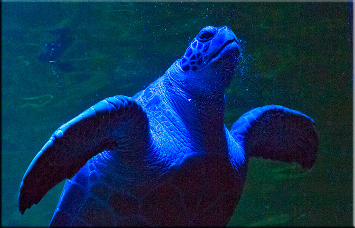 Ernie - Green Turtle