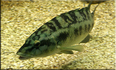 Wrasse