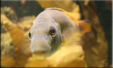 Cuckoo Wrasse