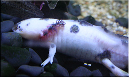 Axoltl