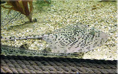 Thornback Ray