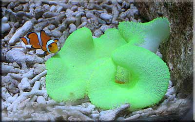 It's Nemo, a Clownfish