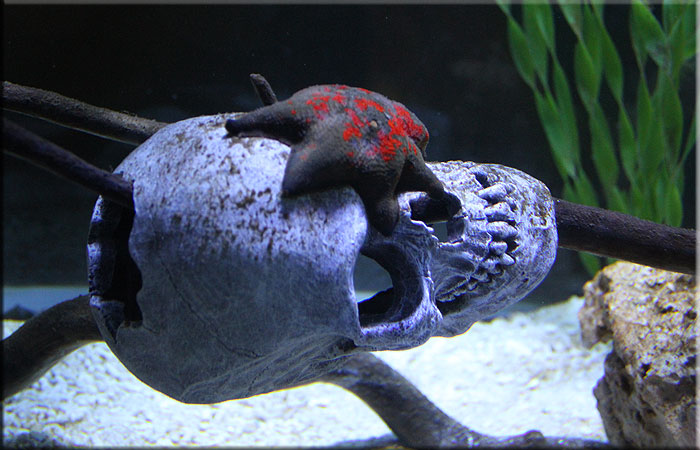 Seven Arm Star Fish