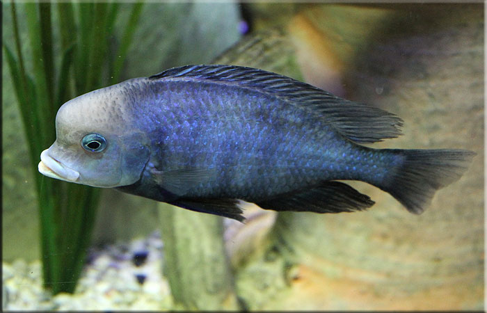 Albino Pangasius