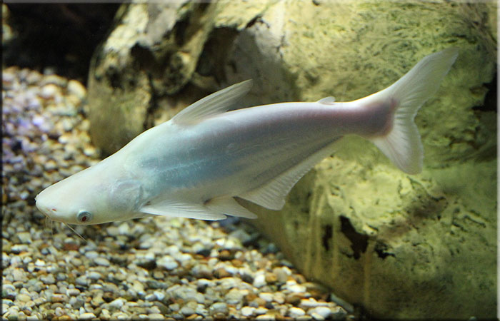 Albino Pangasius