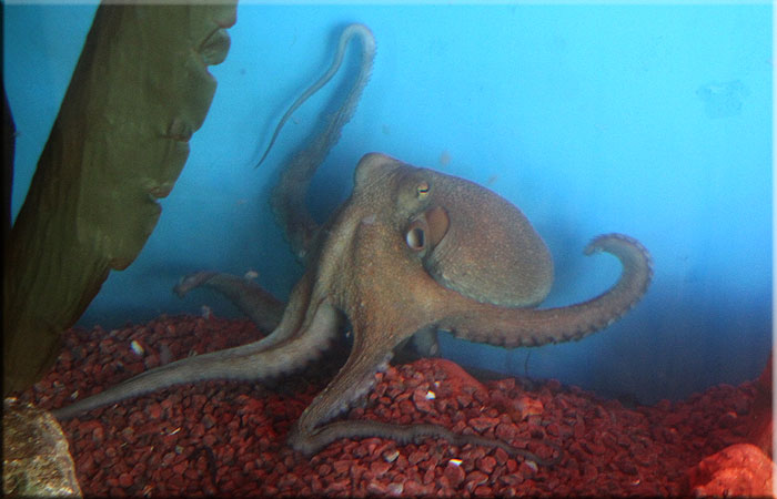 Roland the Octopus