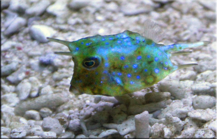Long Horned Cow Fish