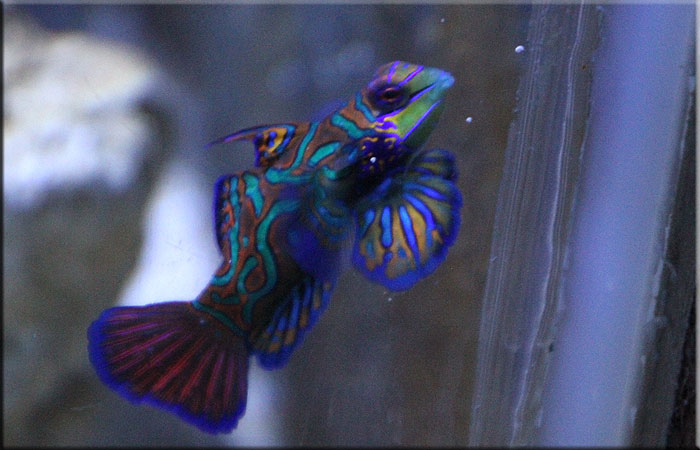 Madeira Fish