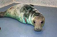 Arial in the isolation pen on 30th December 2006