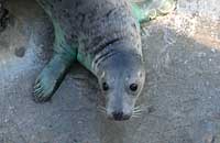 Arial in the common pool - photo was taken on 3rd February 2007