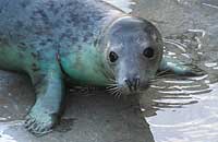Arial in the common seals pool - 3rd February 2007