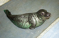 ASH - Rescued 16th November 2003