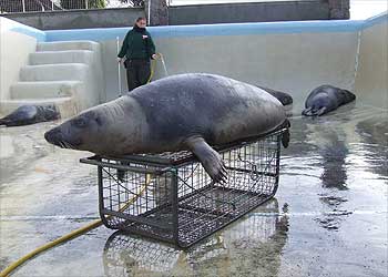 Atlanta ready for weighing, but it's the wrong cage