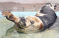 Atlanta having a sleep on the steps of the convalescent pool