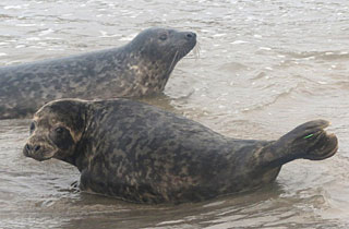 David Attenborough was taken by Sue Sayer of the Cornwall Seal Group