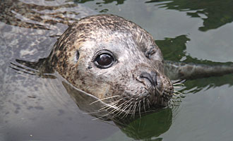 Picture Babyface at Colchester Zoo