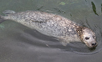 Picture Babyface at Colchester Zoo