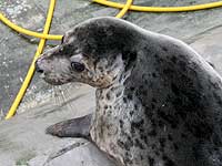 Baggy in the outside common seal pool - photo was taken on 20th March 2008