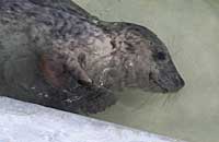 Photo of Bailey was taken on 26th of February 2006 in the convalescence pool.  Bailey's flipper (light green) tag number is 29.