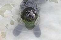 Baloo in the outside pool - photo was taken on 30th December 2006