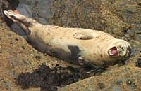 Bambi in the wild - photo was taken by Simon Bone of www.cornishseals.co.uk on 18th May 2007