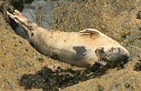Bambi in the wild - photo was taken by Simon Bone of www.cornishseals.co.uk on 18th May 2007